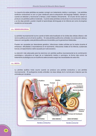 44
Dirección Nacional de Educación Básica Especial
La mayoría de estas pérdidas se pueden corregir con tratamiento médico o quirúrgico. Las pérdidas
auditivas conductivas no son un gran obstáculo para la adquisición del lenguaje hablado, siempre y
cuando se detecten y reconozcan a tiempo y sean tratados clínicamente. En el peor de los casos se
produce una pérdida auditiva moderada. Cuando estas pérdidas conductivas no se reconocen a tiempo
y se les deja persistir, pueden impedir el aprendizaje del lenguaje en la infancia así como el progreso
académico en la escuela.
1.2. NEUROSENSORIAL
La pérdida neurosensorial ocurre cuando el daño esta localizado en la cóclea (las células ciliares o del
nervio auditivo) y/o en el nervio auditivo. En esta pérdida auditiva los umbrales vía conducción aérea y
ósea son casi iguales; esta pérdida auditiva es irreversible y por lo general son bilaterales.
Pueden ser causadas por desordenes genético, infecciones virales sufridas por la madre durante el
embarazo, dificultades o traumatismos en el nacimiento, infecciones virales en la infancia, sustancias
toxicas, envejecimiento o daño causado por ruido excesivo.
La atención más adecuada para los alumnos con pérdida auditiva neurosensorial es la combinación
audiológica y educativa en lugar de un tratamiento medico o quirúrgico, la forma más común de
tratamiento audiológico es con audífonos seleccionados según las necesidades de cada niño.
1.3. MIXTA
La pérdida auditiva mixta ocurre cuando se produce una pérdida conductiva y una pérdida
neurosensorial. El audiograma revela umbrales vía ósea debajo de lo normal pero mejores que los
umbrales por vía aérea.
Estribo
Yunque
Martillo
Canales Semicirculares
Nervio Auditivo
Coclea o
Caracol
Conducto Auditivo
Externo
Conducto Auditivo
Externo
Membrana
Timpánica
Membrana
Timpánica
Ventana
Oval
Ventana
Oval
Trompa de Eustaquio
OÍDO EXTERNO OÍDO MEDIO OÍDO INTERNO
Sordera conductiva Sordera sensorial
Conducto
endolinfático
 