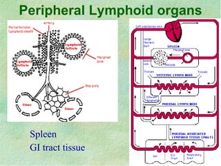 Peripheral Lymphoid organs Spleen GI tract tissue 