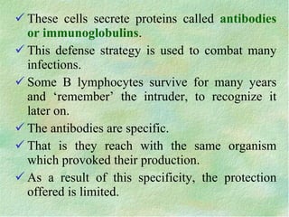 <ul><li>These cells secrete proteins called  antibodies or immunoglobulins . </li></ul><ul><li>This defense strategy is us...