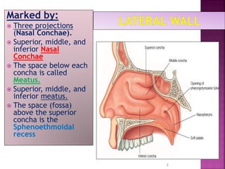 Middle Concha 12-Nose and Nasal Pathway.pdfmmmmmmmmmmmmm | PDF