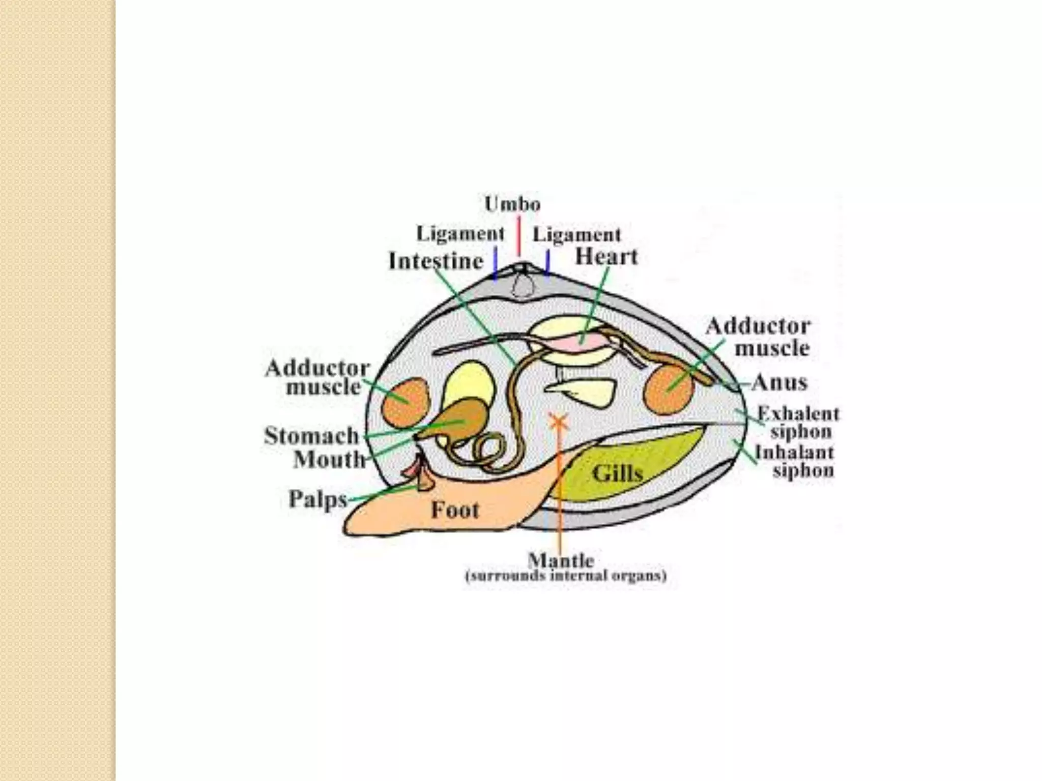Snails				Sea SlugsWhelks				Abalone