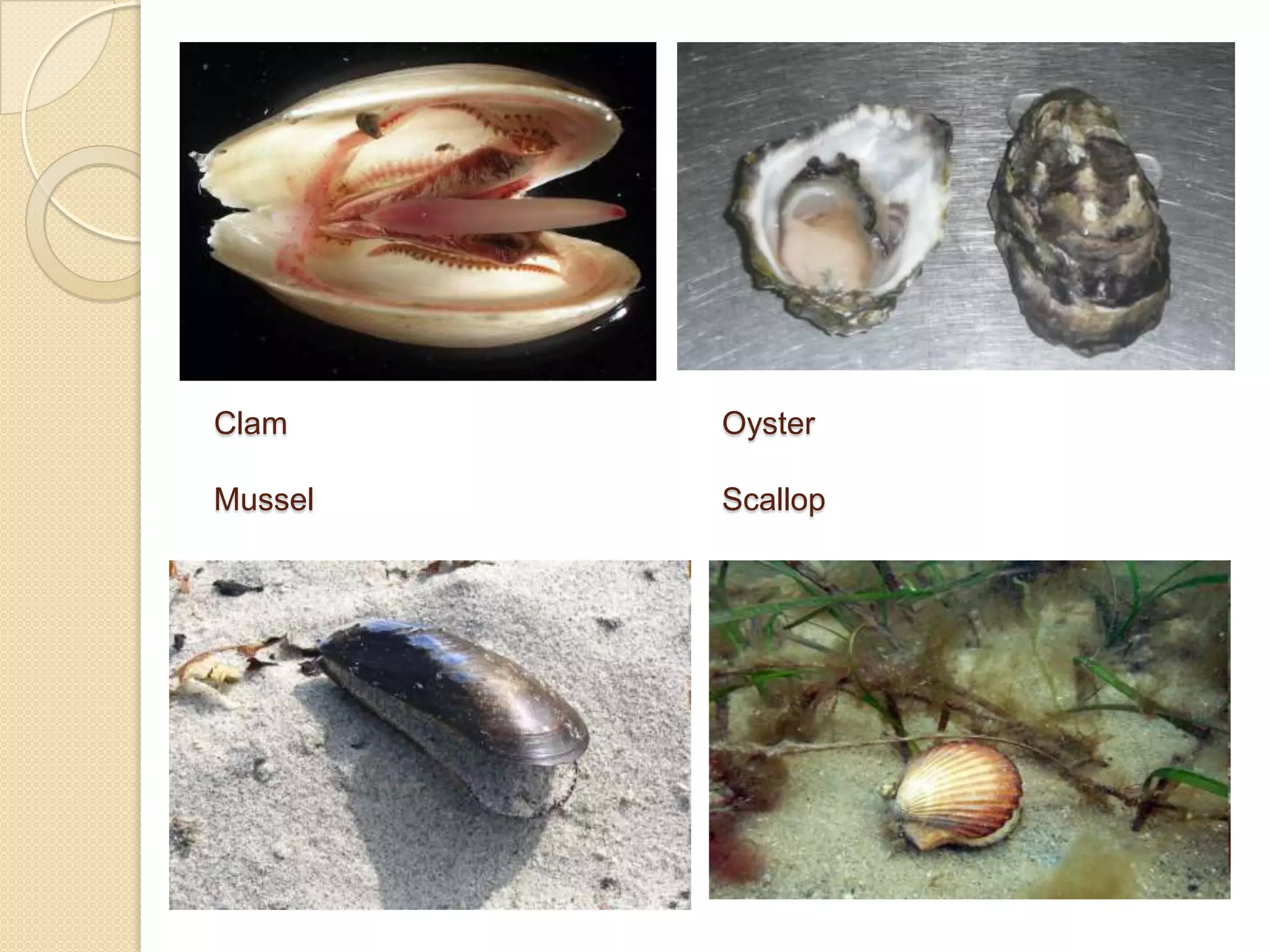 Class Bivalvia:Includes clams, oysters, mussels, scallopsDefining characteristics:Two hinged shells