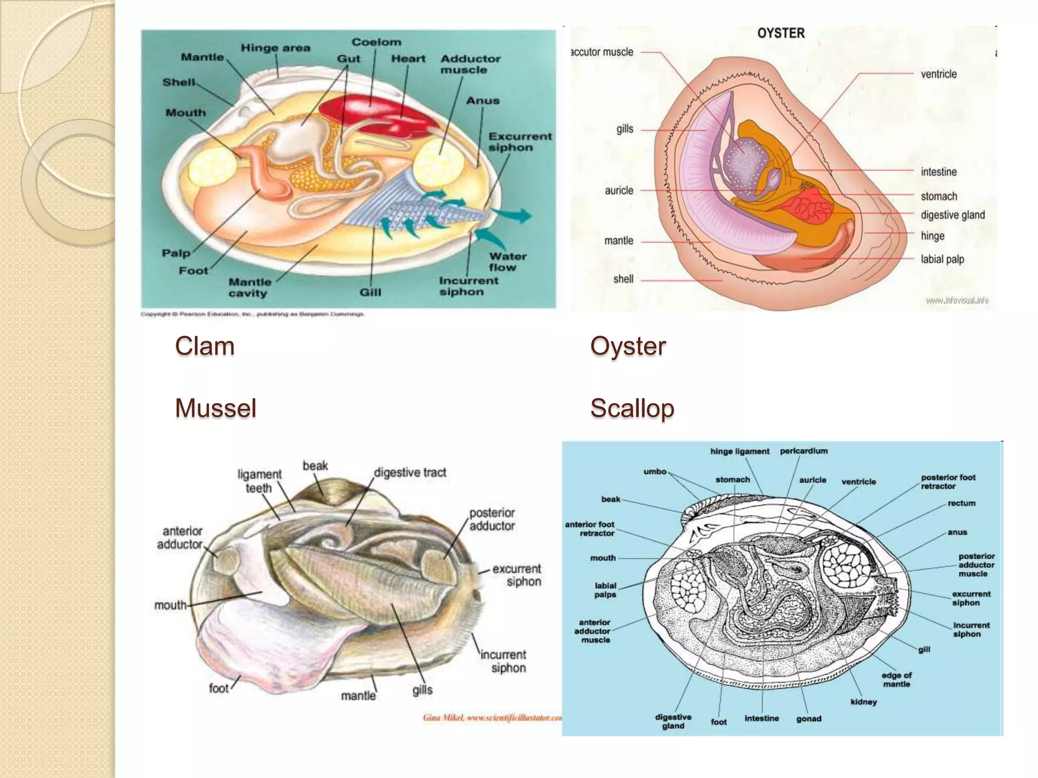No head, but sensory organs on shells edge
