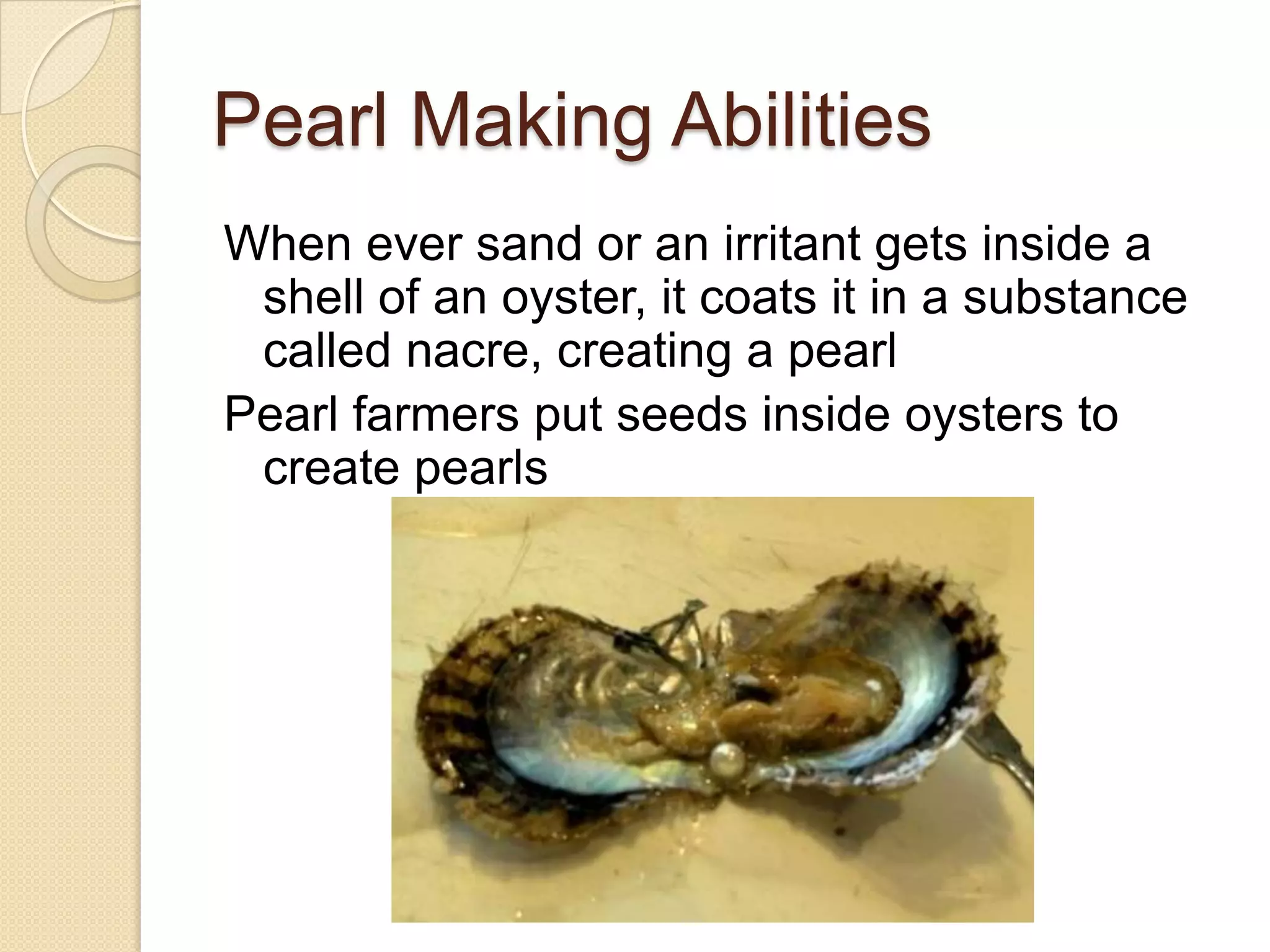 Two siphons extend out of the shell