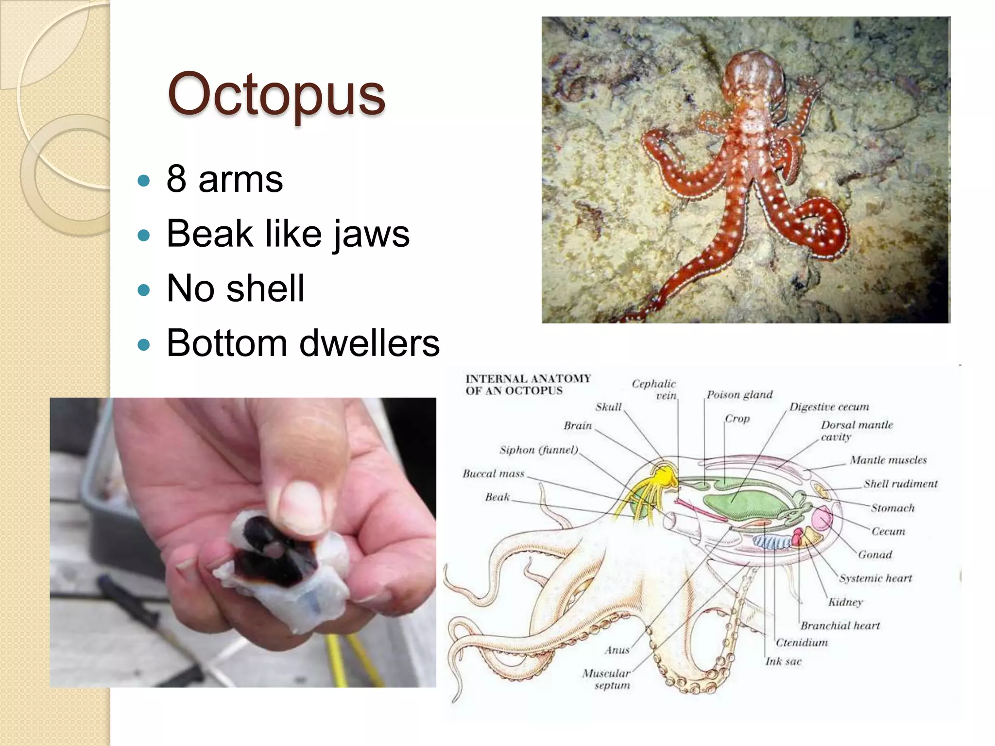 Clam				OysterMussel				Scallop