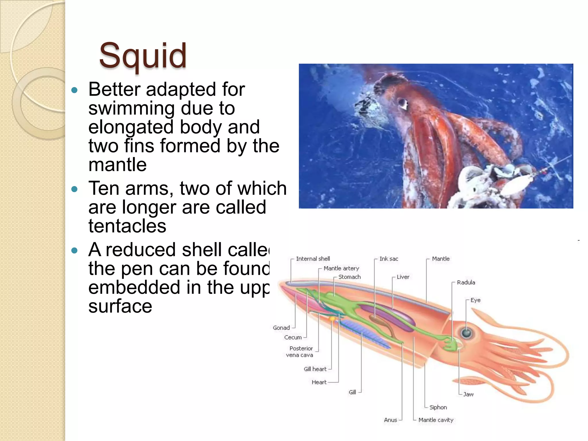 Pearl Making AbilitiesWhen ever sand or an irritant gets inside a shell of an oyster, it coats it in a substance called nacre, creating a pearlPearl farmers put seeds inside oysters to create pearls