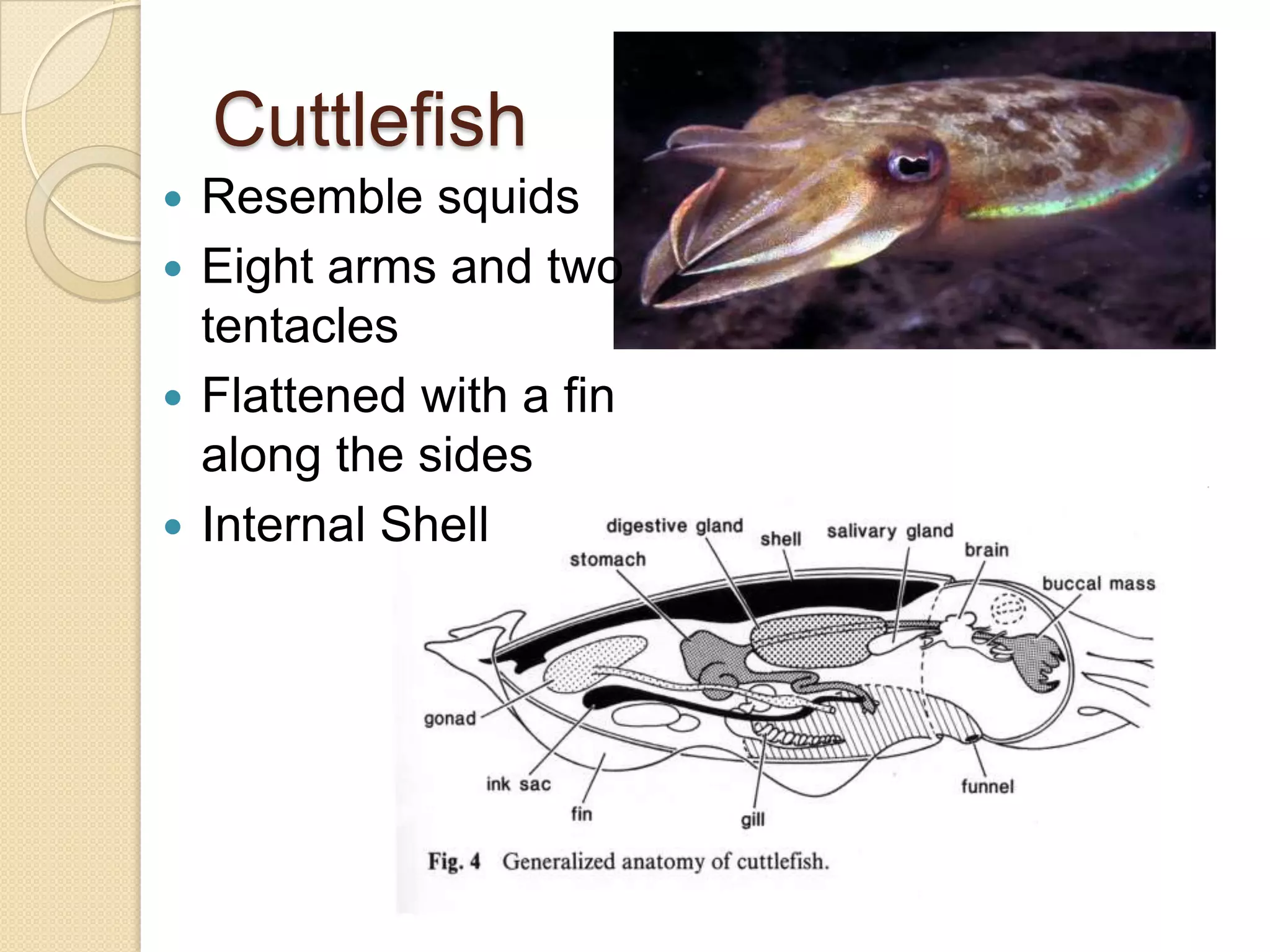 Class CephalopodaIncludes squid, octopus, nautilus, cuttlefishDefining Characteristics:Little to no shell, ranging from gastropod like shell (nautilus) to internal leaf like shell (cuttlefish) to thin internal bar called a pen (squid) to nothing (octopus)Class CephalopodaDefining Characteristics:Specialized foot called a siphon for jet propulsion