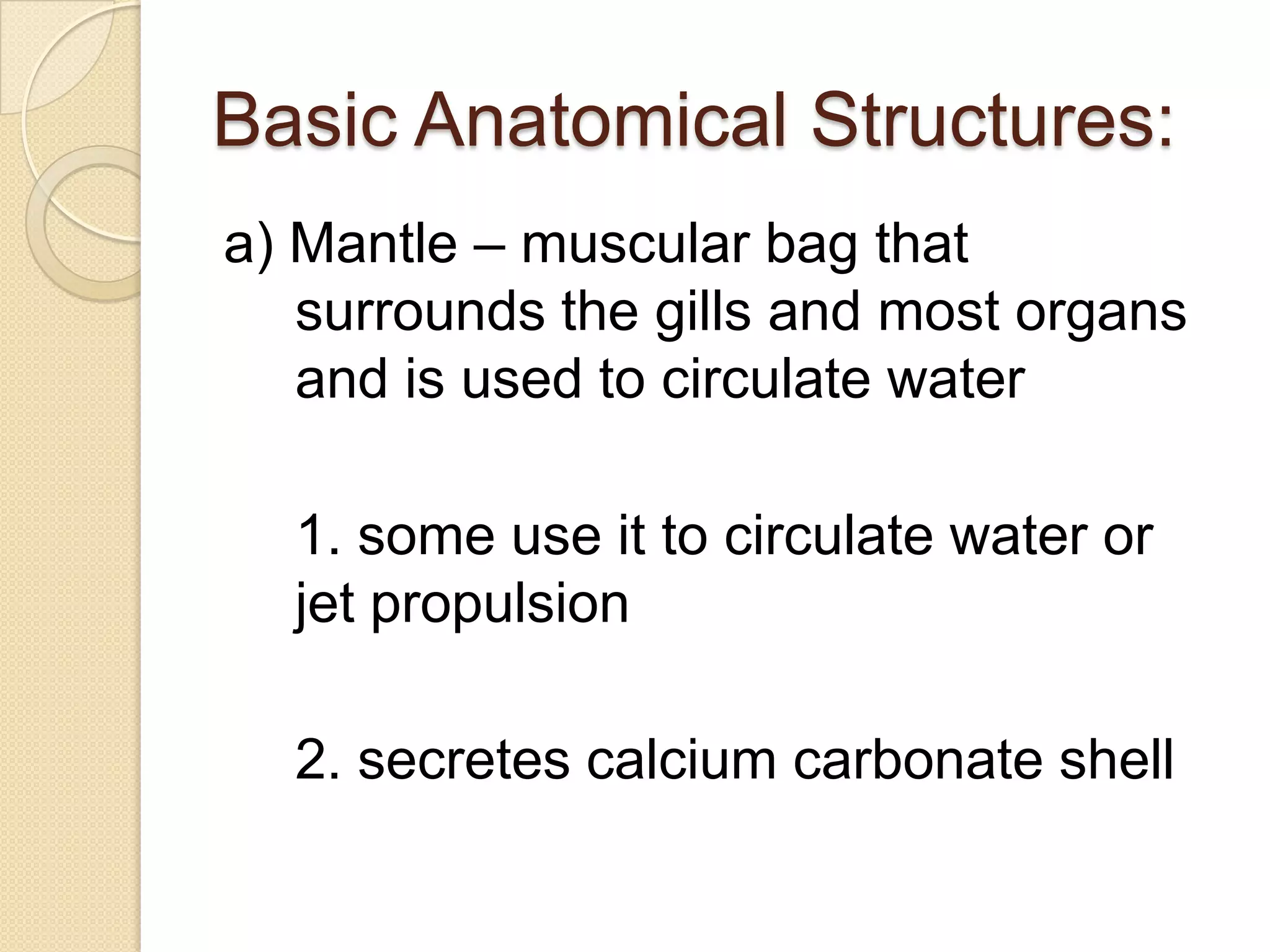 Basic Anatomical Structures:a) Mantle – muscular bag that surrounds the gills and most organs and is used to circulate water1. some use it to circulate water or jet propulsion2. secretes calcium carbonate shell