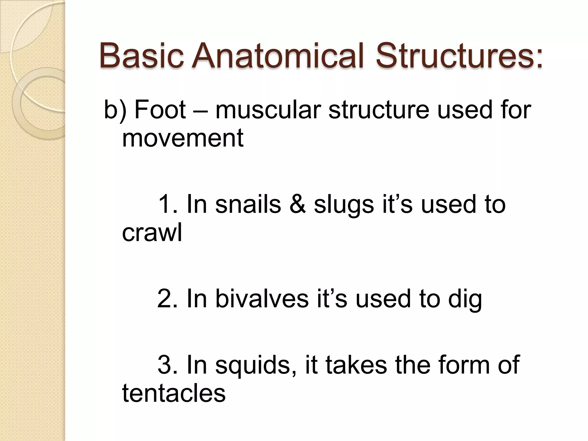 Basic Anatomical Structures:b) Foot – muscular structure used for movement		1. In snails & slugs it’s used to crawl	2. In bivalves it’s used to dig 		3. In squids, it takes the form of tentacles