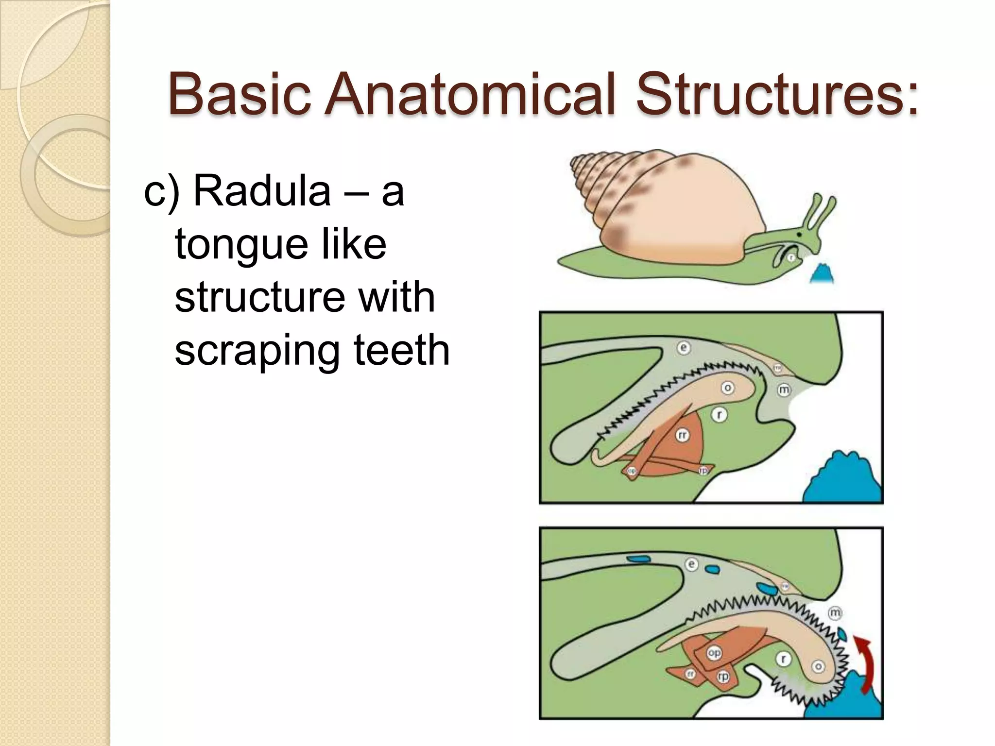 Basic Anatomical Structures:c) Radula – a tongue like structure with scraping teeth
