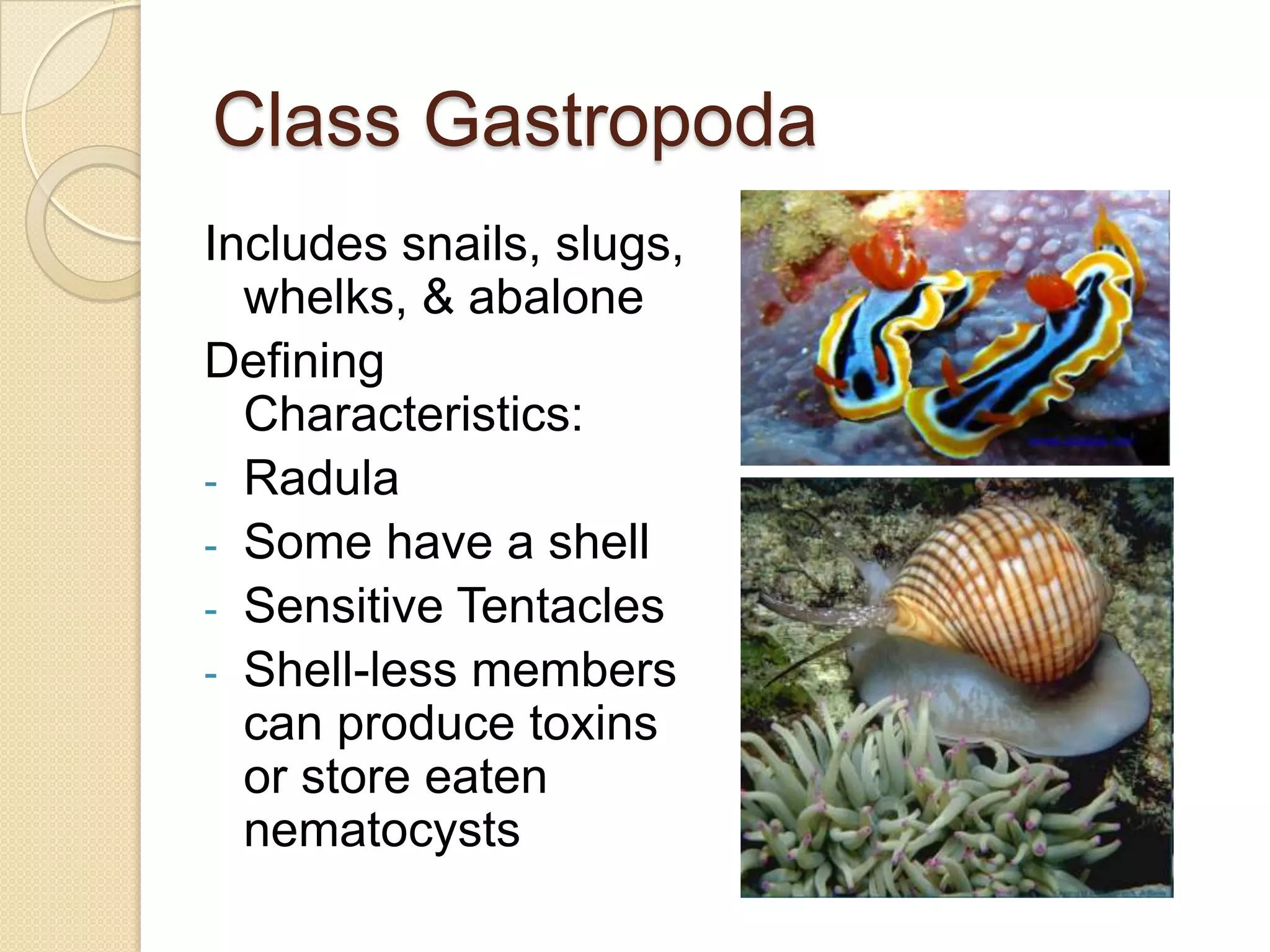 Class GastropodaIncludes snails, slugs, whelks, & abaloneDefining Characteristics:Radula
