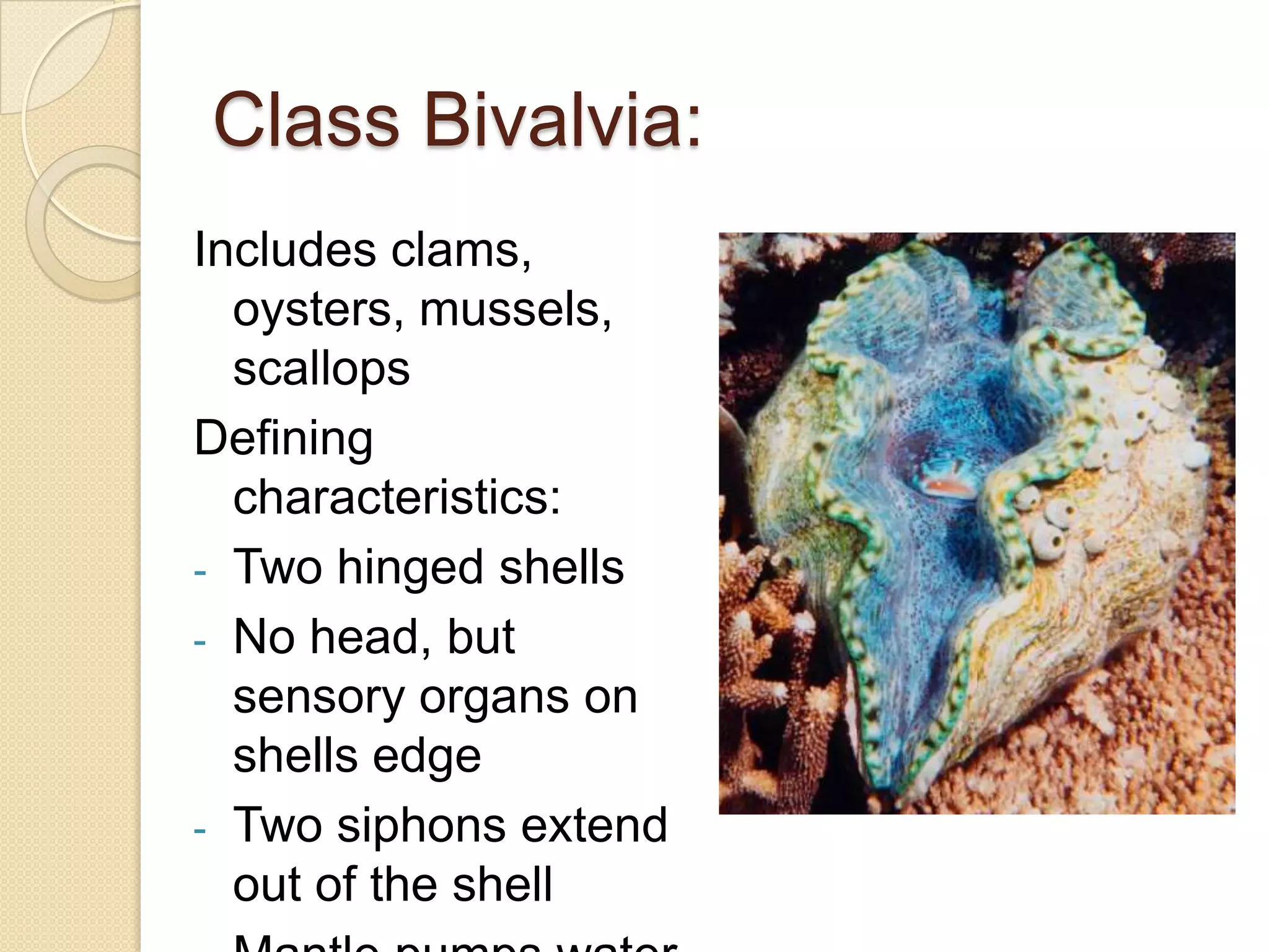 Shell-less members can produce toxins or store eaten nematocysts