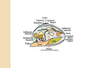 Snails				Sea SlugsWhelks				Abalone