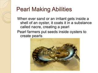 Two siphons extend out of the shell