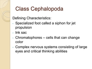 Clam				OysterMussel				Scallop