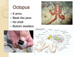 Clam				OysterMussel				Scallop