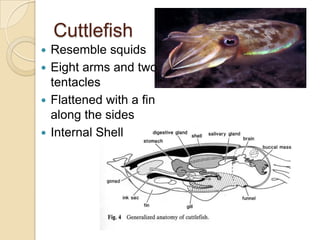 Class CephalopodaIncludes squid, octopus, nautilus, cuttlefishDefining Characteristics:Little to no shell, ranging from gastropod like shell (nautilus) to internal leaf like shell (cuttlefish) to thin internal bar called a pen (squid) to nothing (octopus)Class CephalopodaDefining Characteristics:Specialized foot called a siphon for jet propulsion