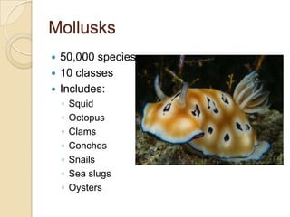 Mollusks50,000 species10 classesIncludes:SquidOctopusClamsConchesSnailsSea slugsOysters
