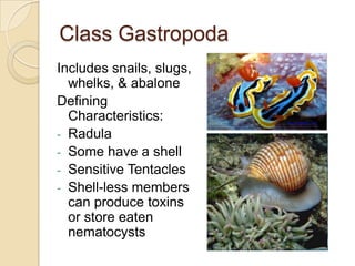Class GastropodaIncludes snails, slugs, whelks, & abaloneDefining Characteristics:Radula