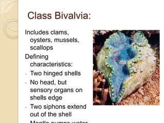 Shell-less members can produce toxins or store eaten nematocysts