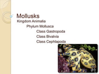 Mollusks Kingdom Animalia Phylum Mollusca 	Class Gastropoda 	Class Bivalvia 	Class Cephlapoda 