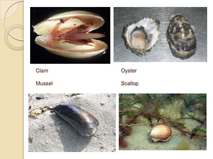 12. Phylum Mollusca Notes
