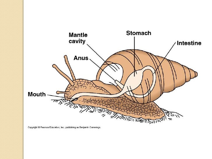 12. Phylum Mollusca Notes