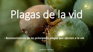 Plagas de la vid
- Reconocimiento de las principales plagas que afectan a la vid.
Ing. Agrónomo Víctor Romero
 