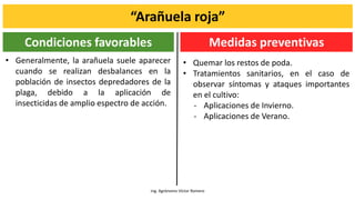 “Arañuela roja”
Ing. Agrónomo Víctor Romero
• Generalmente, la arañuela suele aparecer
cuando se realizan desbalances en la
población de insectos depredadores de la
plaga, debido a la aplicación de
insecticidas de amplio espectro de acción.
Condiciones favorables Medidas preventivas
• Quemar los restos de poda.
• Tratamientos sanitarios, en el caso de
observar síntomas y ataques importantes
en el cultivo:
- Aplicaciones de Invierno.
- Aplicaciones de Verano.
 