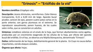 Ing. Agrónomo Víctor Romero
“Erinosis” – “Eriófido de la vid”
,
Nombre científico: Eriophyes vitis.
Descripción: ácaros diminutos, vermiformes. Color blanco
transparente, 0,15 a 0,20 mm de largo. Aparato bucal
picador, carecen de ojos, poseen cuatro patas cortas en la
parte anterior, con garras plumosas en el extremo. Se
reproducen sexualmente; ponen huevos, de los cuales
salen ninfas, que se convierten en adultos.
.
Síntomas: establece colonias en el envés de la hoja, que forman abultamientos como agallas,
producidas por un crecimiento exagerado de las células de la hoja, por efecto del aparato
bucal del eriófido. En el haz, se observa una felpilla blanquecina, denominada “Erinosis”.
Daños: deformación de las hojas, debilitamiento general de la planta. En Cuyo no causa daños
importantes, siendo ataques aislados.
Órganos que afecta: hojas.
 