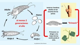 Ing. Agrónomo Víctor Romero
Invierno: hembras
adultas en las
escamas de las
yemas
Primavera: se
dirigen a las
hojas tiernas
continuando el
ciclo.
al menos 2
generaciones
al año
“Erinosis”
 