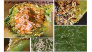 Ing. Agrónomo Víctor Romero
Eriófidos en distintos órganos de la planta.
 