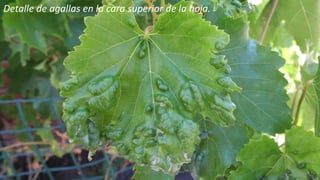 Ing. Agrónomo Víctor Romero
Detalle de agallas en la cara superior de la hoja.
 