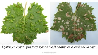 Ing. Agrónomo Víctor Romero
Agallas en el haz, y la correspondiente “Erinosis” en el envés de la hoja.
 