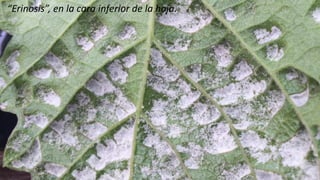 Ing. Agrónomo Víctor Romero
“Erinosis”, en la cara inferior de la hoja.
 