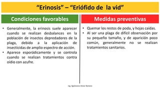 “Erinosis” – “Eriófido de la vid”
Ing. Agrónomo Víctor Romero
• Generalmente, la erinosis suele aparecer
cuando se realizan desbalances en la
población de insectos depredadores de la
plaga, debido a la aplicación de
insecticidas de amplio espectro de acción.
• Aparece esporádicamente y se controla
cuando se realizan tratamientos contra
oídio con azufre.
Condiciones favorables Medidas preventivas
• Quemar los restos de poda, y hojas caídas.
• Al ser una plaga de difícil observación por
su pequeño tamaño, y de aparición poco
común, generalmente no se realizan
tratamientos sanitarios.
 