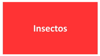 Insectos
 