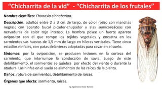 “Chicharrita de la vid” - “Chicharrita de los frutales”
Ing. Agrónomo Víctor Romero
Nombre científico: Chonosia cinnabarina.
Descripción: adultos entre 2 a 3 cm de largo, de color rojizo con manchas
negras; con aparato bucal picador-chupador y alas semicoreáceas con
nervaduras de color rojo intenso. La hembra posee un fuerte aparato
ovipositor con el que rompe los tejidos vegetales y encastra en los
sarmientos sus huevos de 1,5 mm de largo en hileras verticales. Tiene cinco
estadios ninfales, con patas delanteras adaptadas para cavar en el suelo.
Síntomas: por la oviposiciòn, se producen lesiones en la corteza del
sarmiento, que interrumpe la conducción de savia: Luego de este
debilitamiento, el sarmientos se quiebra por efecto del viento o durante la
atadura. Las ninfas en el suelo se alimentan de las raíces de la planta.
Daños: rotura de sarmientos, debilitamiento de raíces.
Órganos que afecta: sarmiento, raíces.
 