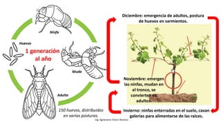 Ing. Agrónomo Víctor Romero
Invierno: ninfas enterradas en el suelo, cavan
galerías para alimentarse de las raíces.
Diciembre: emergencia de adultos, postura
de huevos en sarmientos.
1 generación
al año
Noviembre: emergen
las ninfas, mudan en
el tronco, se
convierten en
adultos.
150 huevos, distribuidos
en varias posturas.
 