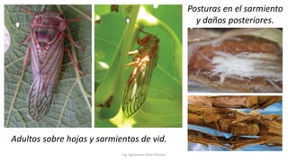 Ing. Agrónomo Víctor Romero
Adultos sobre hojas y sarmientos de vid.
Posturas en el sarmiento
y daños posteriores.
 