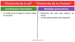 Ing. Agrónomo Víctor Romero
Condiciones favorables Medidas preventivas
• Roturación del suelo para exponer las
ninfas.
• Uso de caldo bordelés como repelente.
• La incidencia de la plaga en nuestro medio
es muy baja.
“Chicharrita de la vid” - “Chicharrita de los frutales”
 