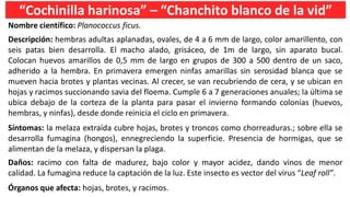 “Cochinilla harinosa” – “Chanchito blanco de la vid”
Nombre científico: Planococcus ficus.
Descripción: hembras adultas aplanadas, ovales, de 4 a 6 mm de largo, color amarillento, con
seis patas bien desarrolla. El macho alado, grisáceo, de 1m de largo, sin aparato bucal.
Colocan huevos amarillos de 0,5 mm de largo en grupos de 300 a 500 dentro de un saco,
adherido a la hembra. En primavera emergen ninfas amarillas sin serosidad blanca que se
mueven hacia brotes y plantas vecinas. Al crecer, se van recubriendo de cera, y se ubican en
hojas y racimos succionando savia del floema. Cumple 6 a 7 generaciones anuales; la última se
ubica debajo de la corteza de la planta para pasar el invierno formando colonias (huevos,
hembras, y ninfas), desde donde reinicia el ciclo en primavera.
Síntomas: la melaza extraída cubre hojas, brotes y troncos como chorreaduras.; sobre ella se
desarrolla fumagina (hongos), ennegreciendo la superficie. Presencia de hormigas, que se
alimentan de la melaza, y dispersan la plaga.
Daños: racimo con falta de madurez, bajo color y mayor acidez, dando vinos de menor
calidad. La fumagina reduce la captación de la luz. Este insecto es vector del virus “Leaf roll”.
Órganos que afecta: hojas, brotes, y racimos.
 