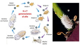 Ing. Agrónomo Víctor Romero
Ninfa I
migratoria
Ninfa II
Ninfa III
Ninfa III
Prepupa
Macho
adulto
Hembra
adulta
Hembra
fecundada
Hembra
con huevos
6 a 7
generaciones
al año
 