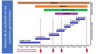 Avance
de
la
cochinilla
en
las
sucesivas
generaciones
 