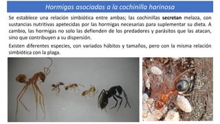 Se establece una relación simbiótica entre ambas; las cochinillas secretan melaza, con
sustancias nutritivas apetecidas por las hormigas necesarias para suplementar su dieta. A
cambio, las hormigas no solo las defienden de los predadores y parásitos que las atacan,
sino que contribuyen a su dispersión.
Existen diferentes especies, con variados hábitos y tamaños, pero con la misma relación
simbiótica con la plaga.
Hormigas asociadas a la cochinilla harinosa
 