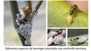 Diferentes especies de hormigas asociadas con cochinilla harinosa.
 