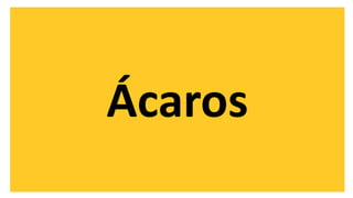 Ácaros
 