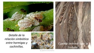 Ing. Agrónomo Víctor Romero
Detalle de la
relación simbiótica
entre hormigas y
cochinillas.
Colonia invernal bajo la
corteza.
 