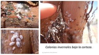 Ing. Agrónomo Víctor Romero
Colonias invernales bajo la corteza.
 