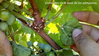 Ing. Agrónomo Víctor Romero
Cochinillas en la base de los pámpanos.
 